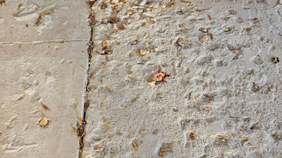 This BEFORE image shows the unsightly concrete slab. Photo