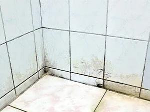 The War on Shower Mold